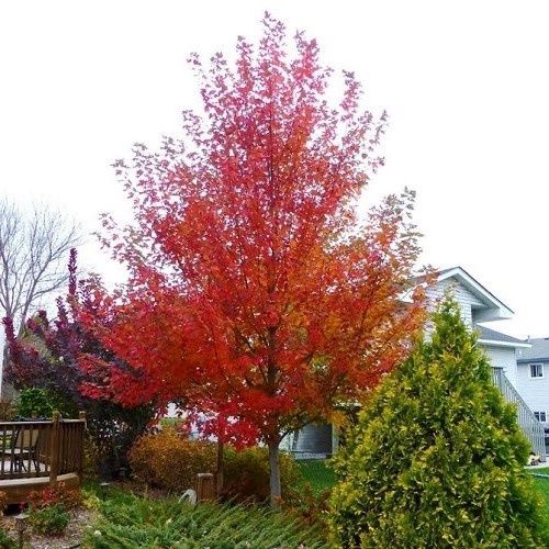 Acer freemanii - Pb8