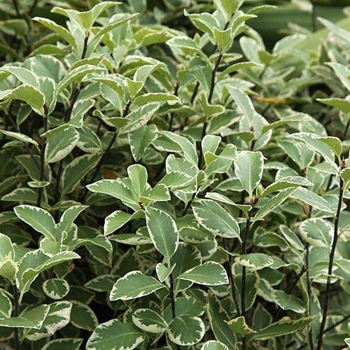 Pittosporum Golf Ball Silver 2Ltr PVR