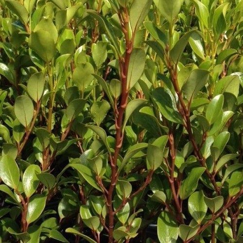 Griselinia Canterbury - Pot