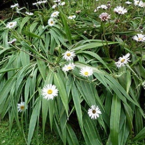 Celmisia mackaui, Akaroa daisy - Pot