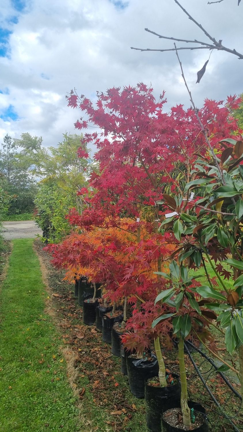 Acer Osakazuki - Pb28/40 (160/200)