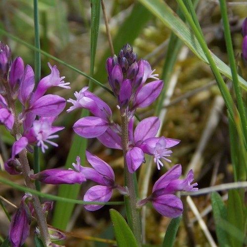 Polygala vulgaris - Pb6.5 (20/25)