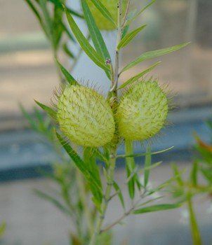 Asclepias fruticosa, Swan Plant