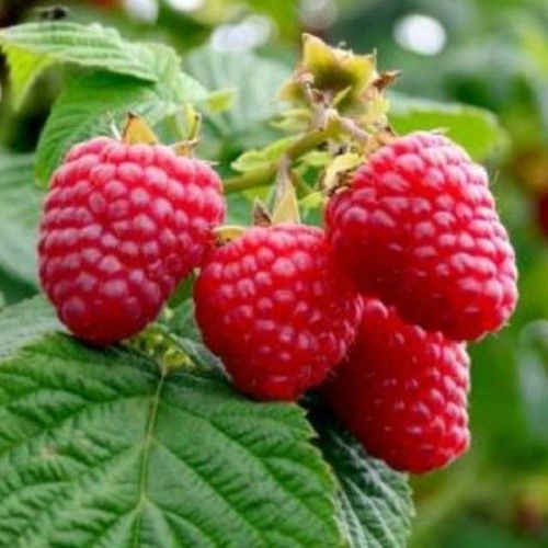 Raspberry Clutha - Pb6.5 (70/130)