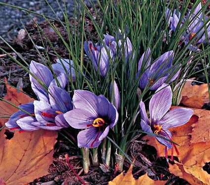 Crocus sativus - Saffron Crocus