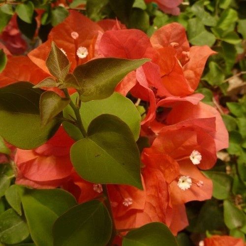 Bougainvillea Red Zed - 2Ltr
