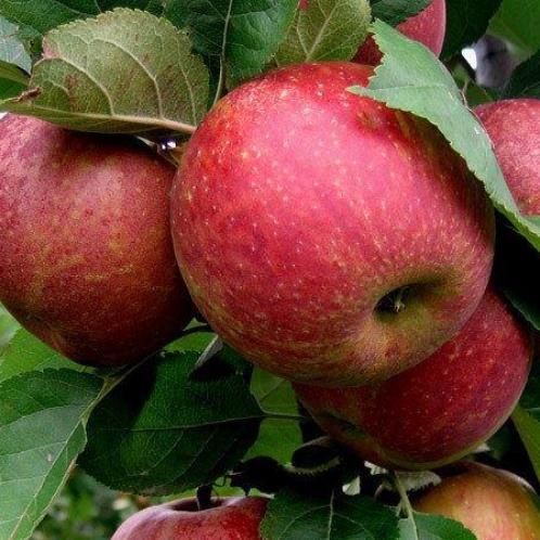 Apple Belle de Boskoop - Pb12