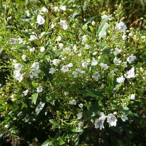 Parahebe Snowcap - Pot