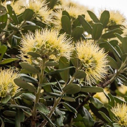 Metrosideros excelsa Aurea, Pohutukawa