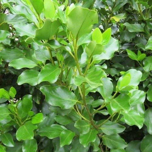 Griselinia Broadway Mint - Pb6.5