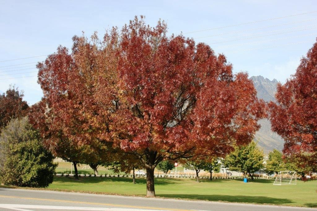 Fraxinus Raywoodii, Claret Ash - Pb28