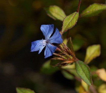 Ceratostigma willmottianum - pb6.5 (20/30)