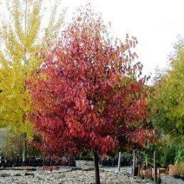 Pyrus Kea - 2.6m tall