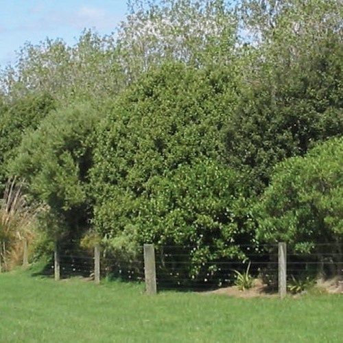 Olearia paniculata, Akiraho - Pot