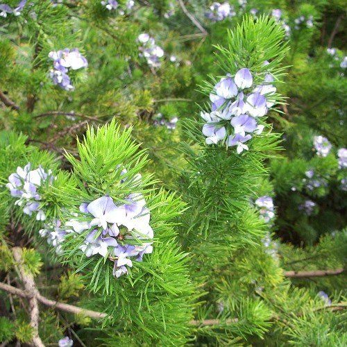 Psoralea pinnata, African Scurf Pea - 0.5L (120/150)