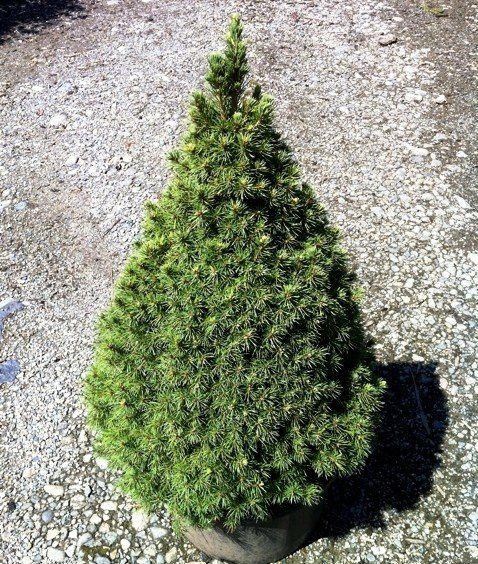Picea glauca Conica, Dwarf White Spruce - Pb2