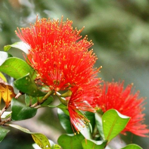 Metrosideros robusta, Northern Rata - 2.5Ltr