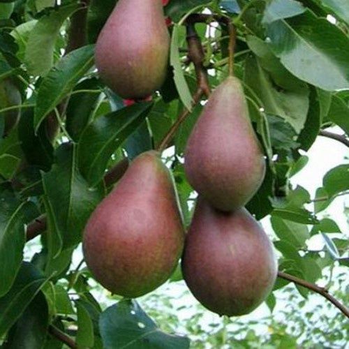 Pear Belle du Jumet (Sugar  pear) - Pb18