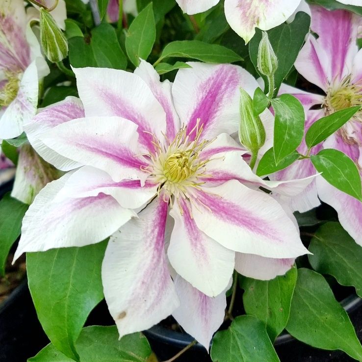 Clematis Andromeda