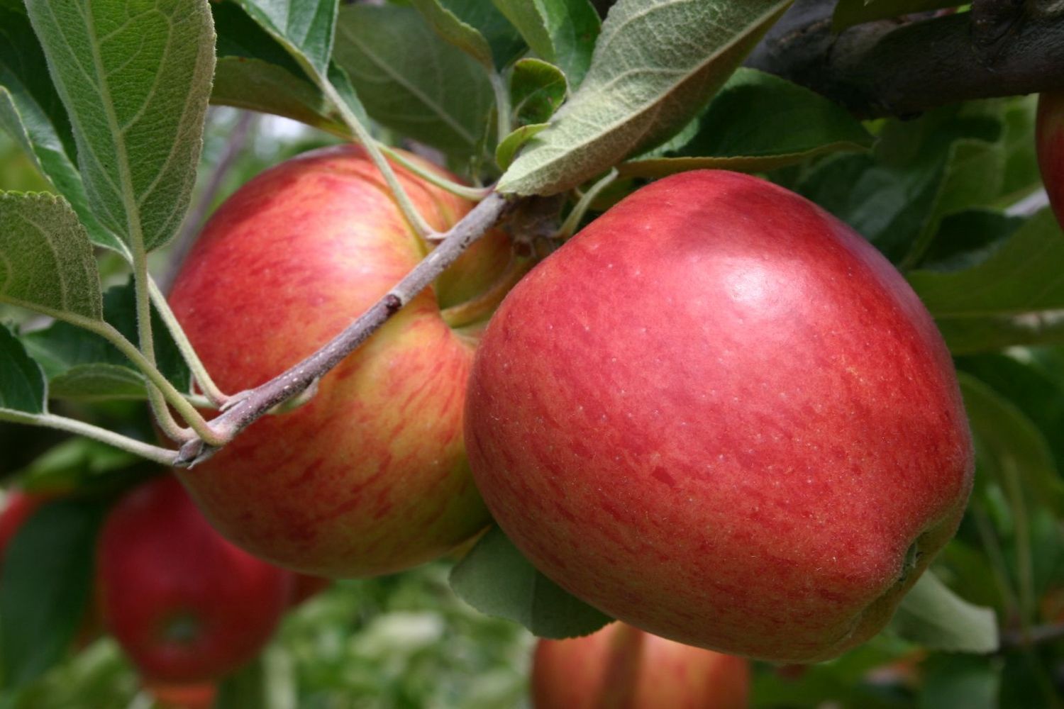 FRUIT TREE MULTI  DEAL