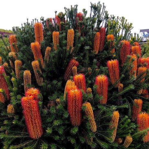 Banksia ericafolia - pb5 /pb6.5 (30/40)