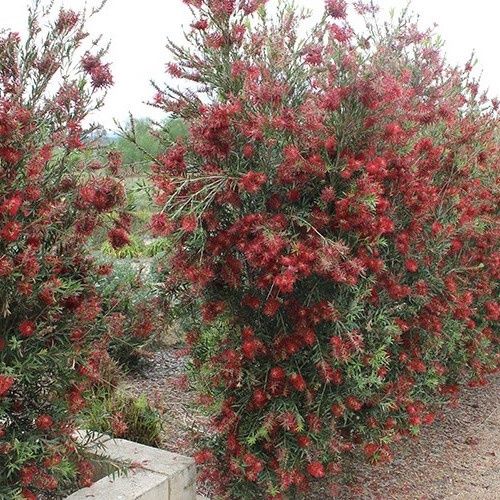Callistemon Slim - 2.5Ltr (40/60 )