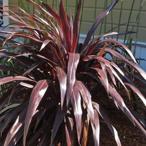 Cordyline x Renegade - 4 ltr