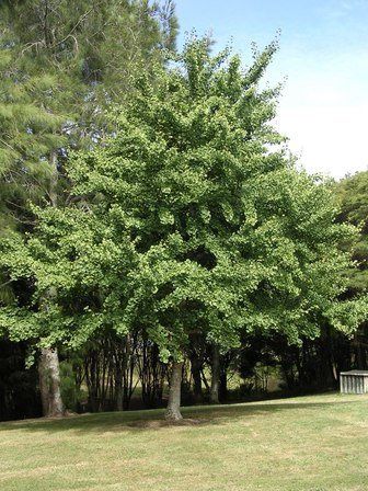 Gingko biloba, Maidenhair - Pb60 (180/230 cm )