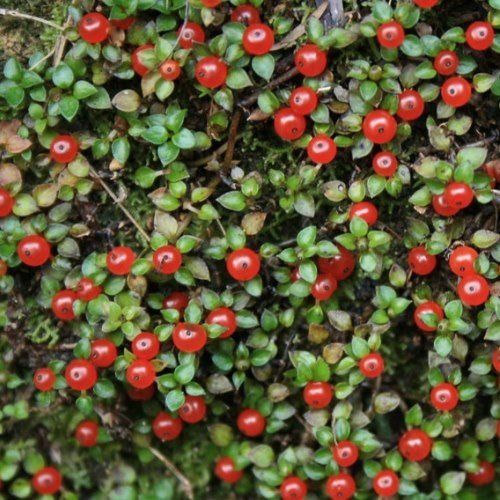 Nertera depressa, Bead Plant - pb3