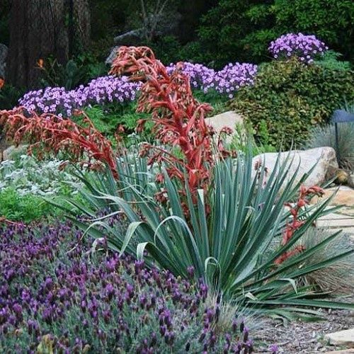 Beschorneria yuccoides, Mexican Lily - Pb18/Pb28 (60/70 ))