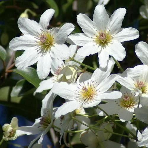 Clematis paniculata, Puawhananga - 3.5Ltr