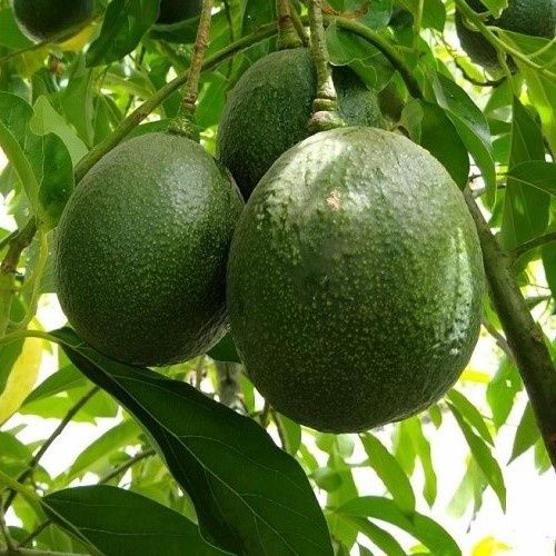 Avocado Hashimoto - Pb10