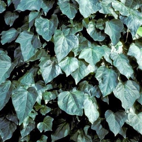 Hedera canariensis - Pb6.5