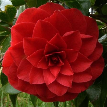 Camellia Black Tie