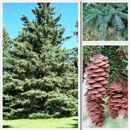 Picea pungens Glauca, Colorado Spruce - Pb6.5