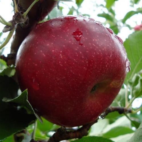 Apple Cortland - Pb12