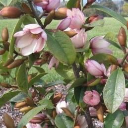 Magnolia Fairy Blush - 2.5Ltr