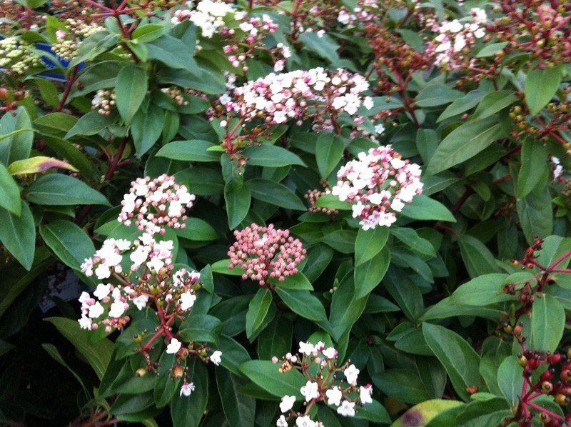 Viburnum tinus Eve Price - Pb8