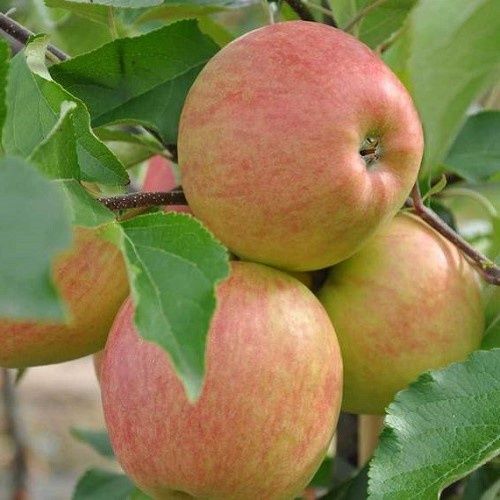 Apple Falstaff - Pb12