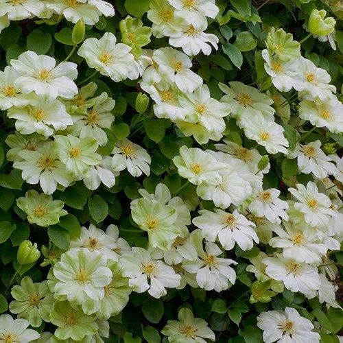 Clematis Guernsey Cream - 3.5Ltr