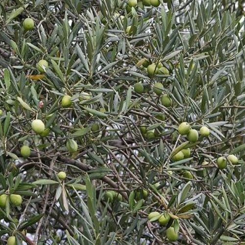 Olive J5 - 1.5Ltr