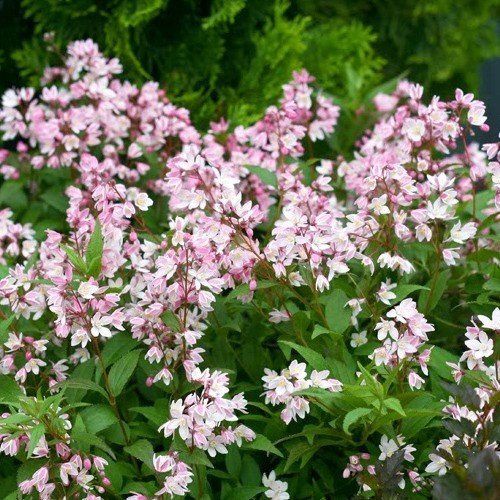 Deutzia Rosea (Carmine) - Pb6.5 (40/50)