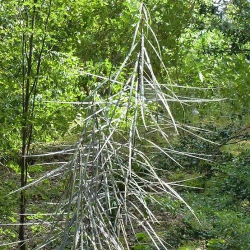 Pseudopanax crassifolius, Lancewood - 1Ltr (30/50)