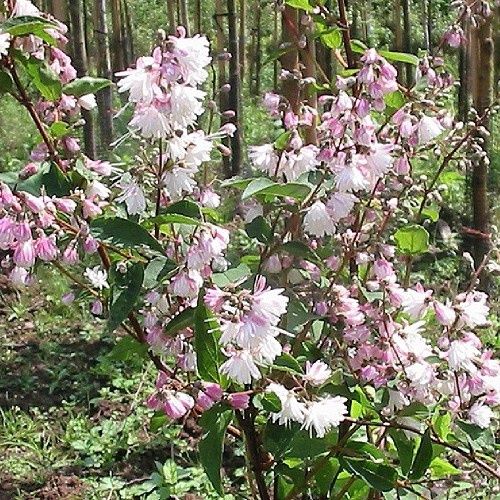Deutzia Pride Of Rochester - 2.5Ltr