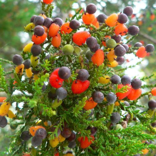 Dacrycarpus dacrydiodes, White Pine - Pb5 (30/50)