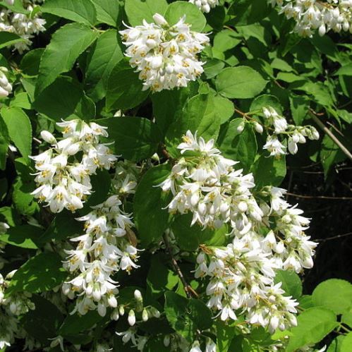 Deutzia crenata - Pb6.5