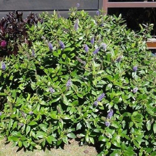 Hebe speciosa Blue ( Azure ) 1.4Ltr