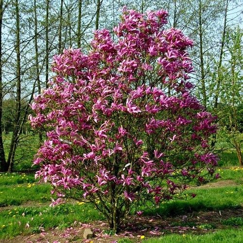 Magnolia Susan - Pb28/Pb40