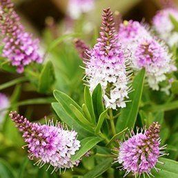 Hebe Icing Sugar - Pb6.5 (30/40)