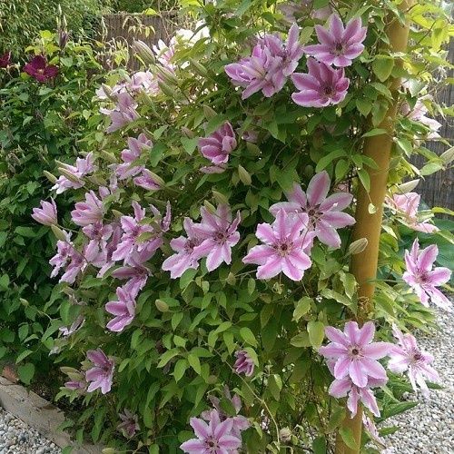 Clematis Nelly Moser - 3.5Ltr
